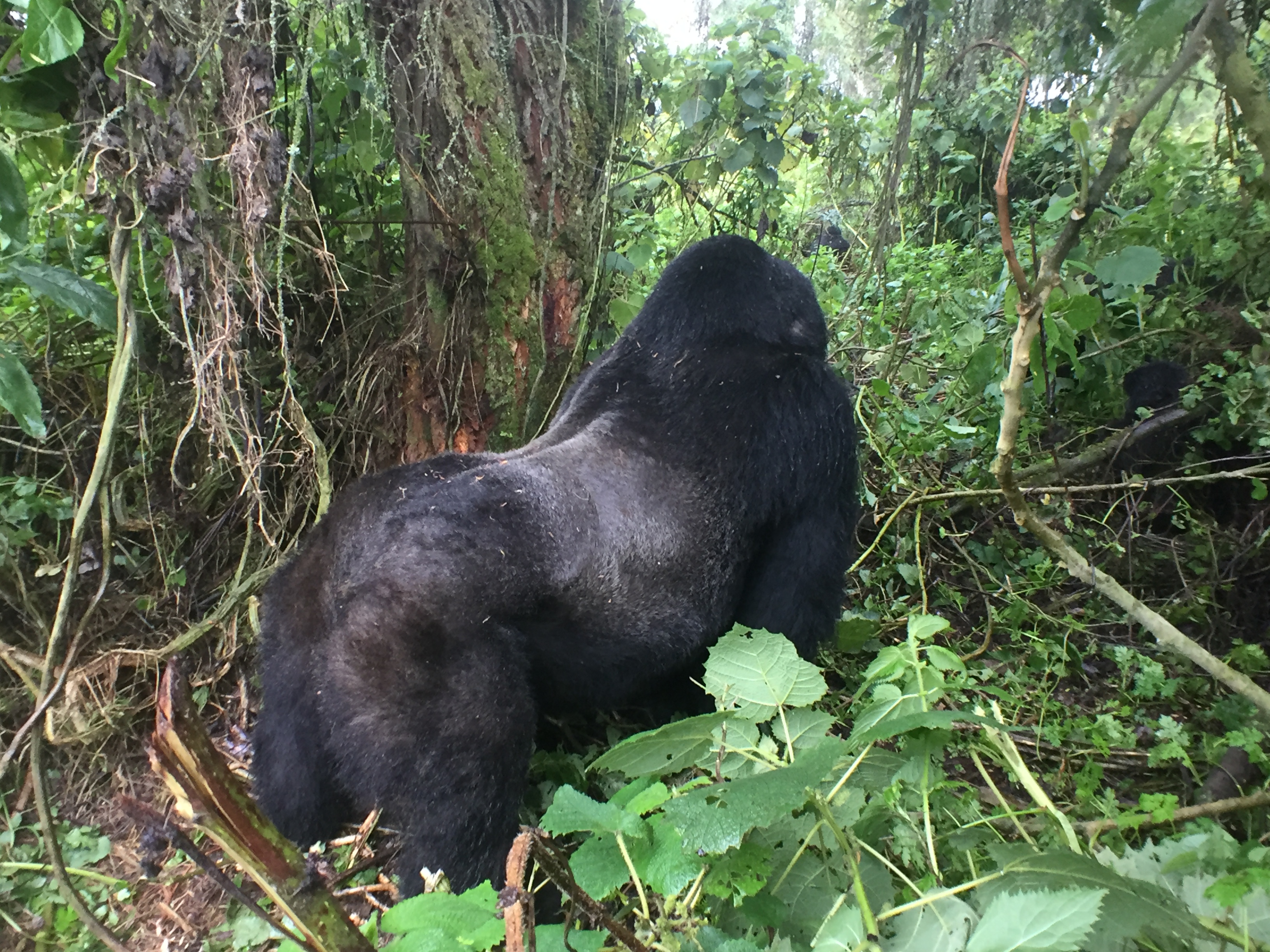 IMG 1351 - Gorilla Trekking in Rwanda