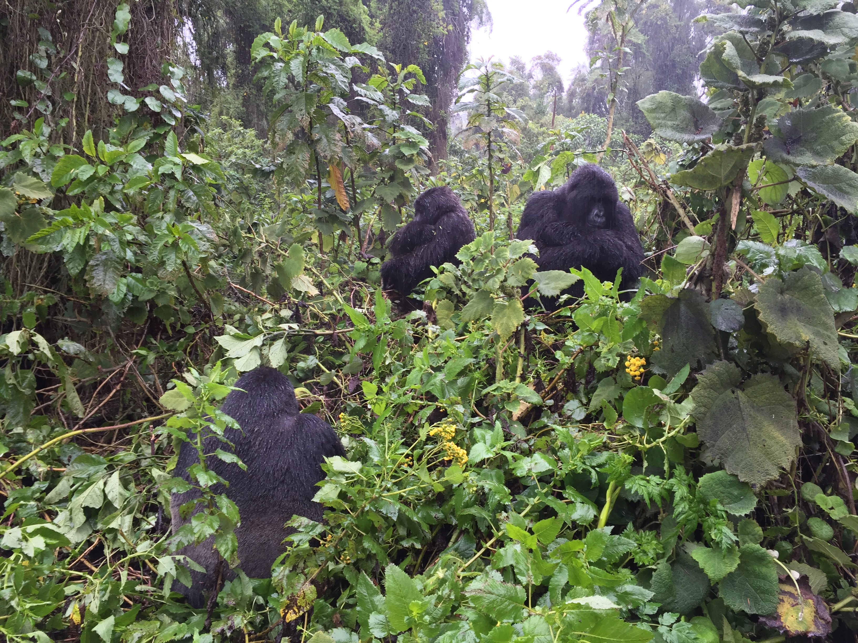 IMG 1411 - Gorilla Trekking in Rwanda