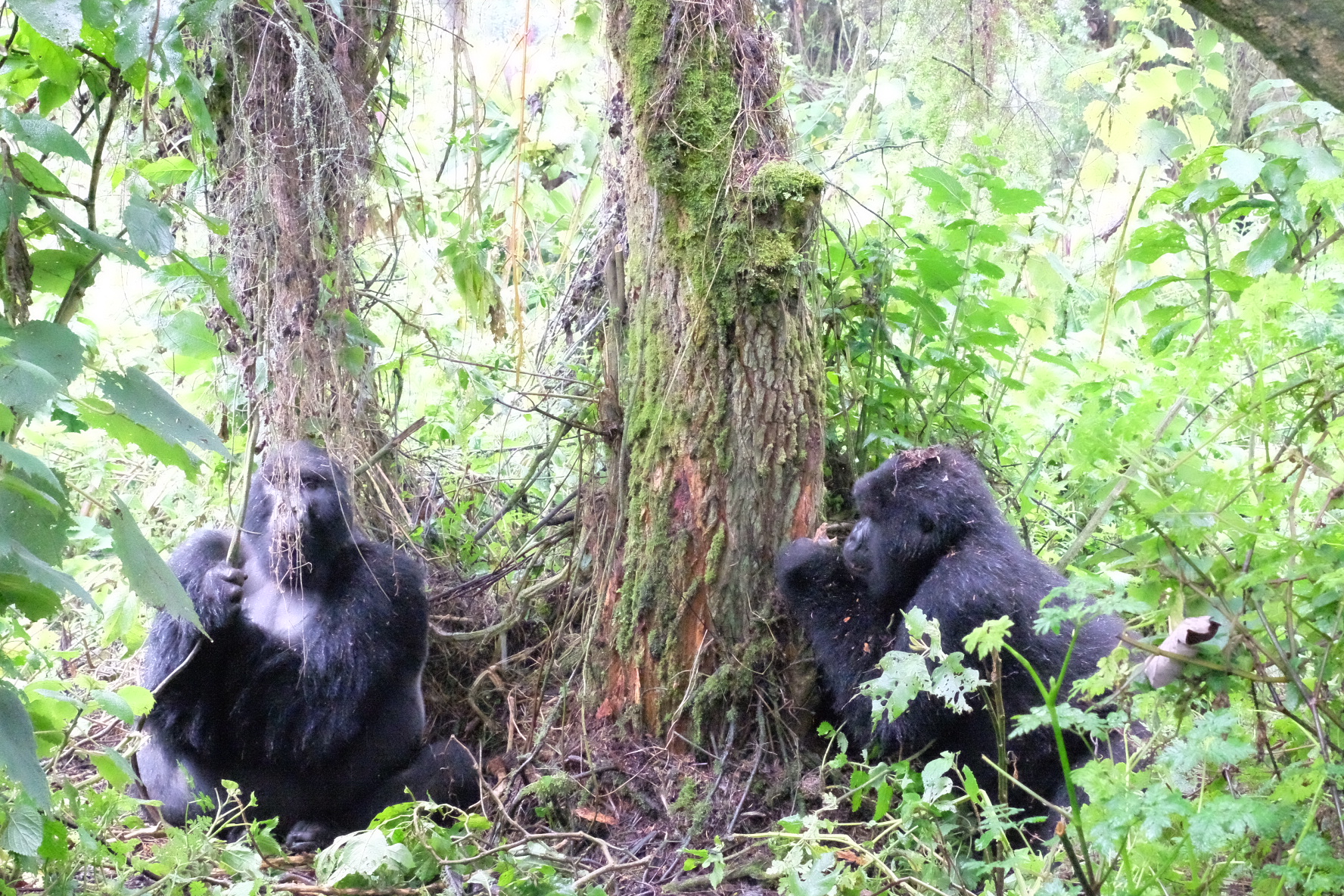 IMG 1475 - Gorilla Trekking in Rwanda