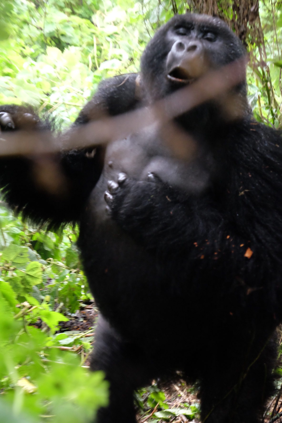IMG 1480 e1513938712140 - Gorilla Trekking in Rwanda