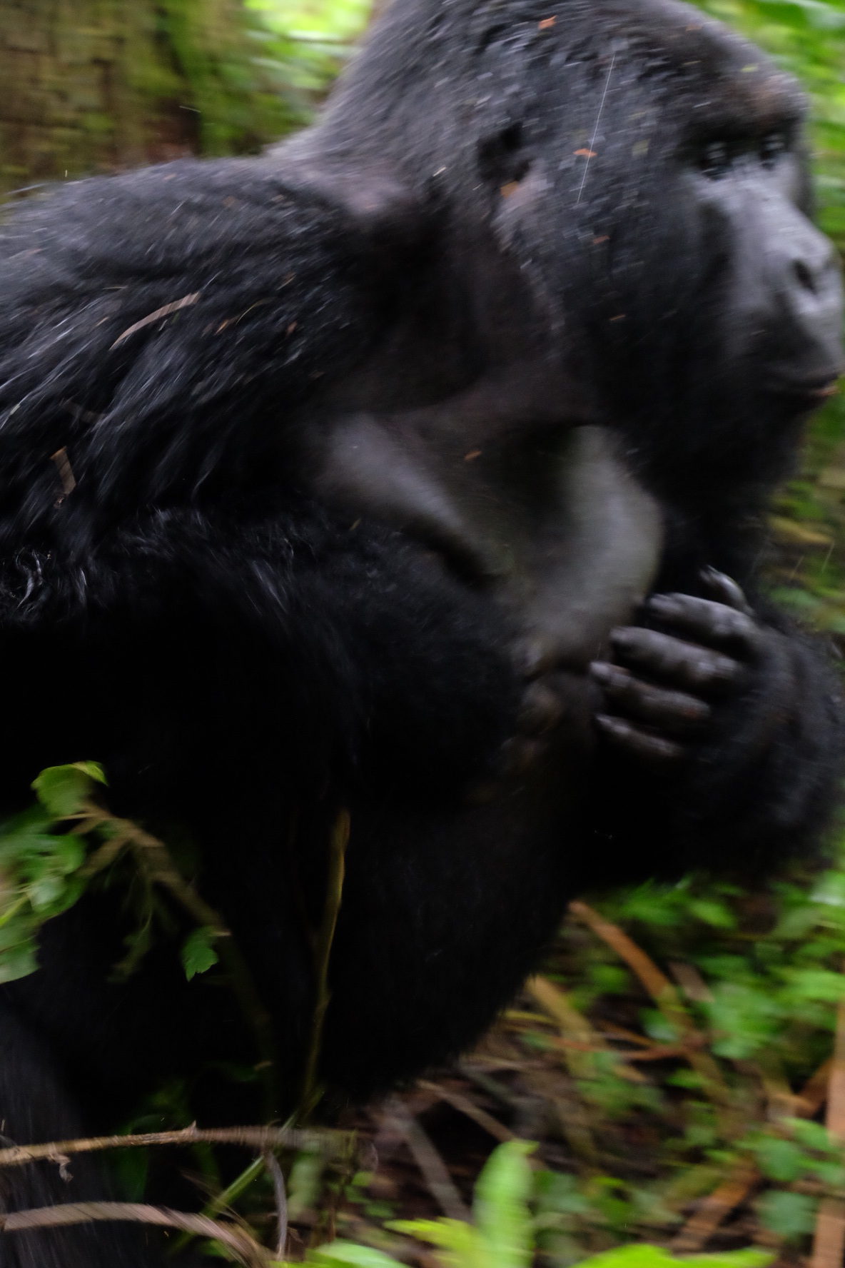IMG 1481 e1513938751141 - Gorilla Trekking in Rwanda