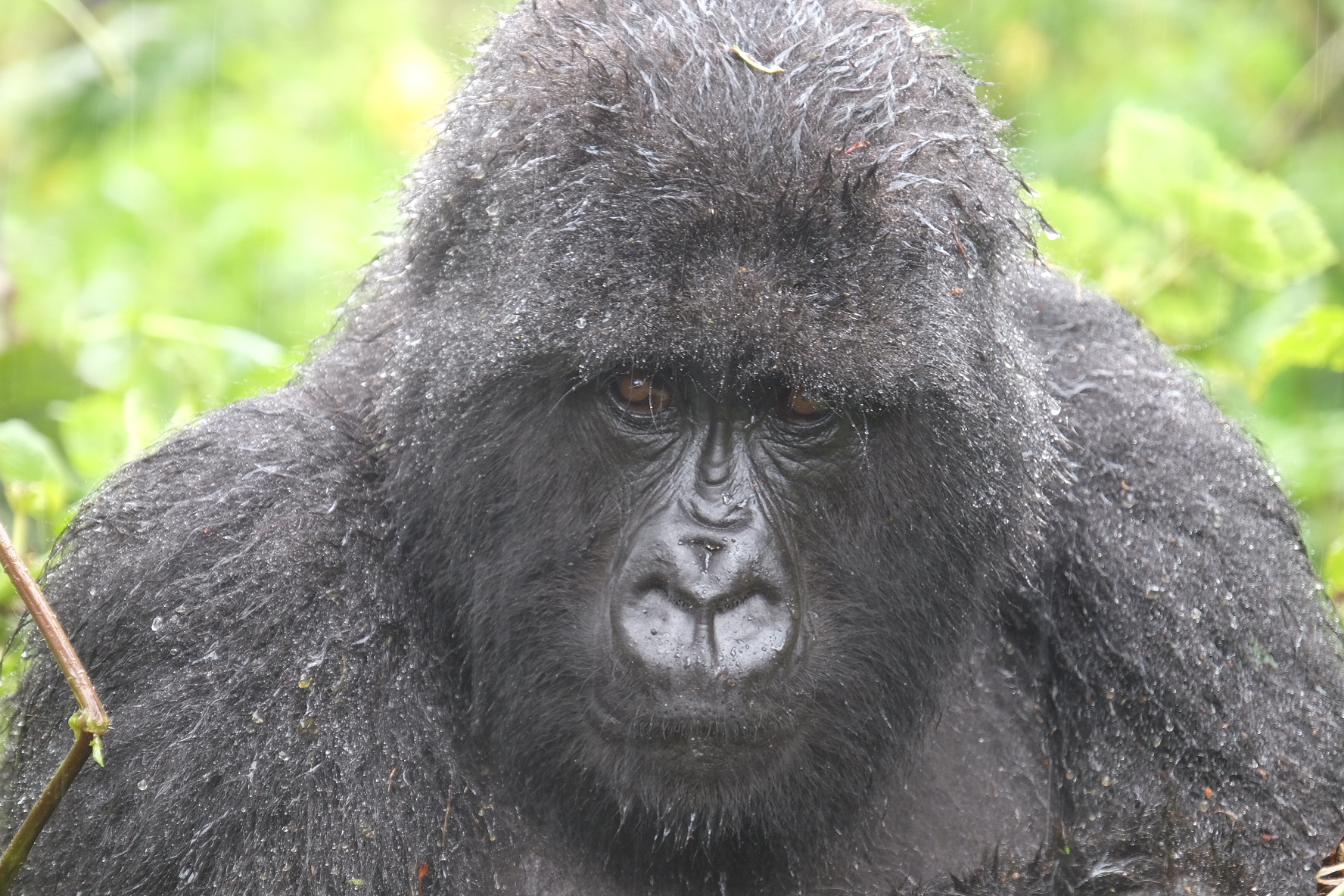 IMG 1495 - Gorilla Trekking in Rwanda