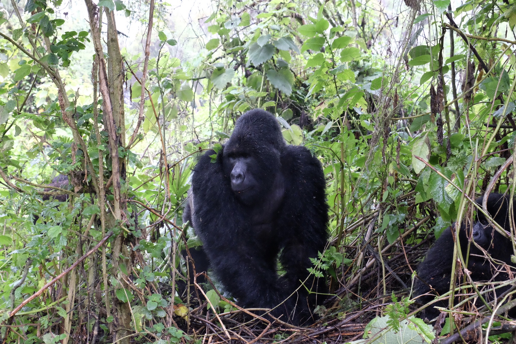 fullsizeoutput 15b3 - Gorilla Trekking in Rwanda
