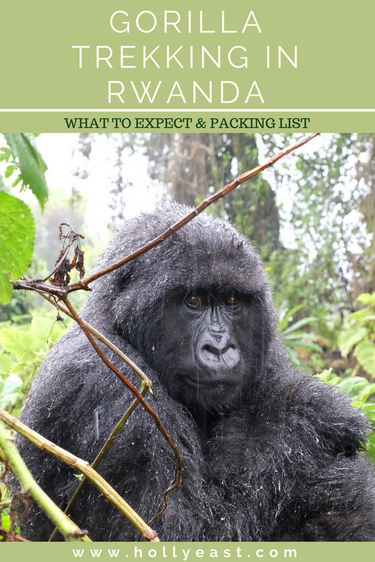 the ultimateCAPE TOWNtravel itinerary 3 - Gorilla Trekking in Rwanda